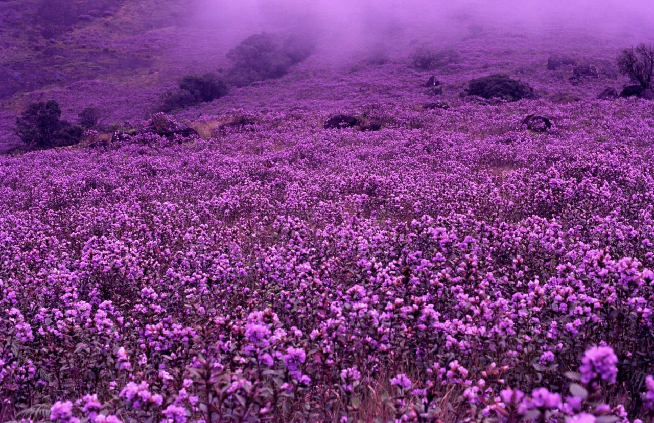 The Kurinji flower in bloom in the Nilgiri mountains